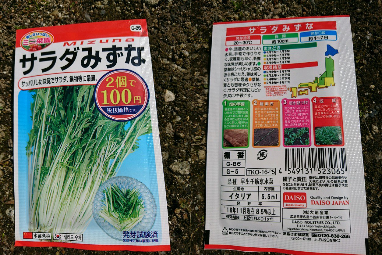 大創産業 サラダみずな。種を庭に蒔く。 大創産業 サラダみずな。種を庭に蒔く。