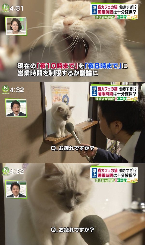 猫に「お疲れですか?」と聞いてみる(ΦωΦ) from TBS Nスタ ニュースワイド 日刊3コマニュース 猫カフェの営業時間についてのインタビューがなんかおかしいwwwwwwww:ハムスター速報 猫に「お疲れですか?」と聞いてみる(ΦωΦ) from TBS Nスタ ニュースワイド 日刊3コマニュース 猫カフェの営業時間についてのインタビューがなんかおかしいwwwwwwww:ハムスター速報