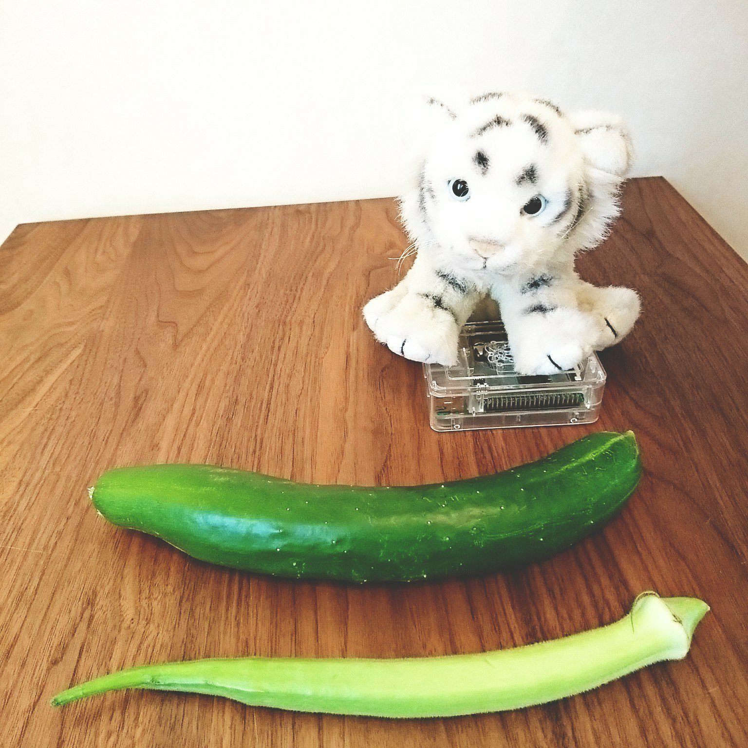 畑で採れたオクラがデカい。きゅうりも太い。 畑で採れたオクラがデカい。きゅうりも太い。