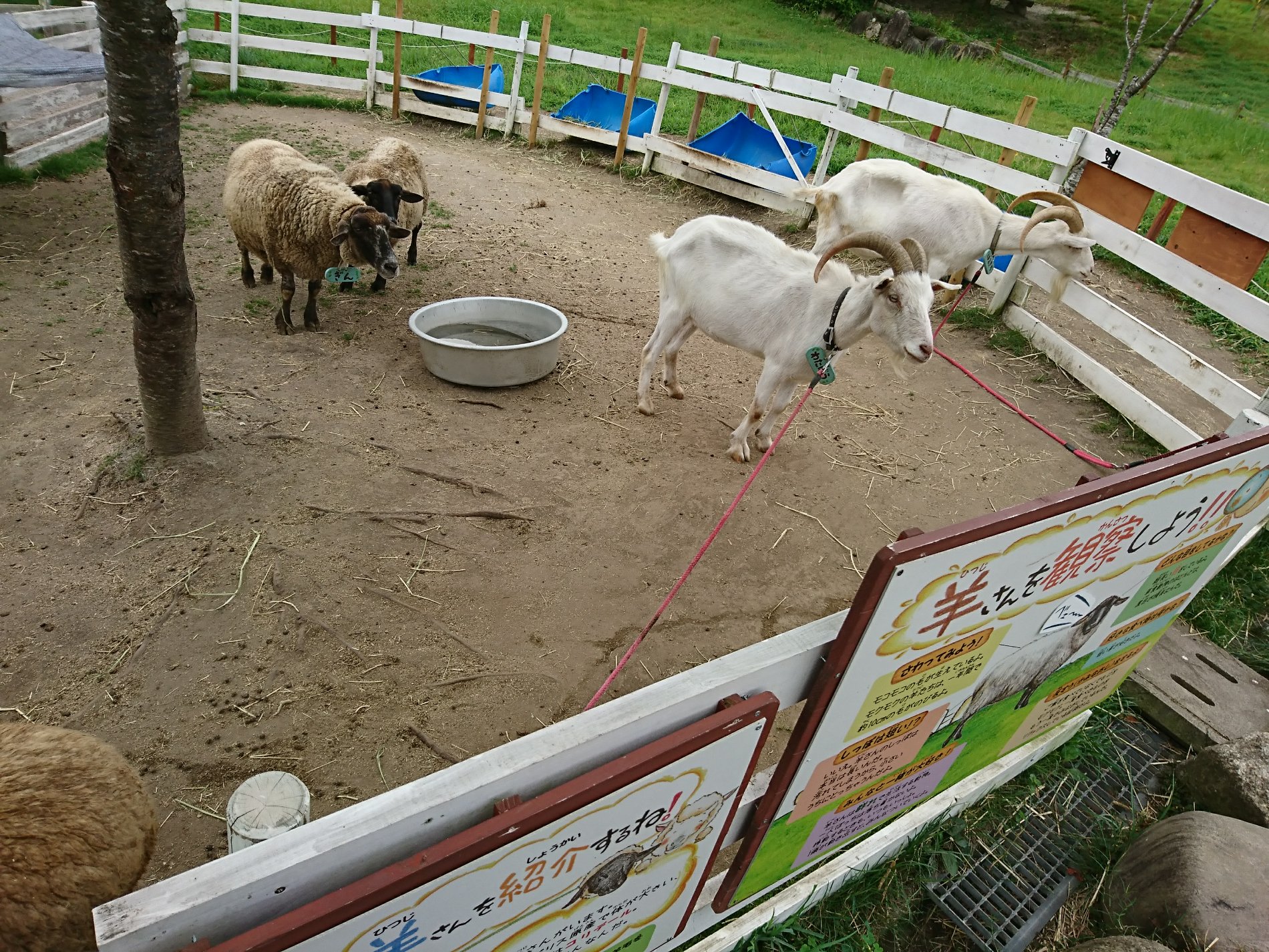 ヤギと羊。 (@ 伊賀の里モクモク手づくりファーム in 伊賀市, 三重県)  