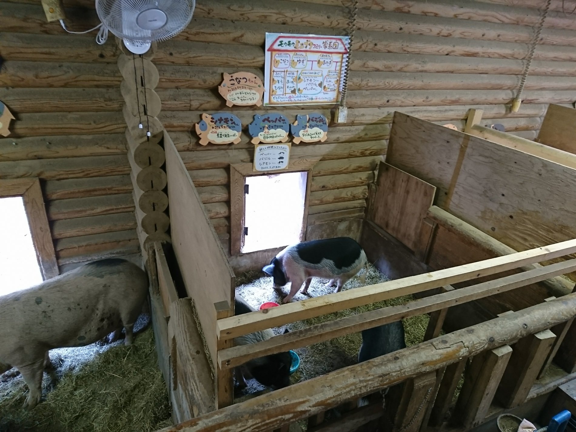 モクモク ミニブタ ファミリー 家系図 (@ 伊賀の里モクモク手づくりファーム in 伊賀市, 三重県) モクモク ミニブタ ファミリー 家系図 (@ 伊賀の里モクモク手づくりファーム in 伊賀市, 三重県)