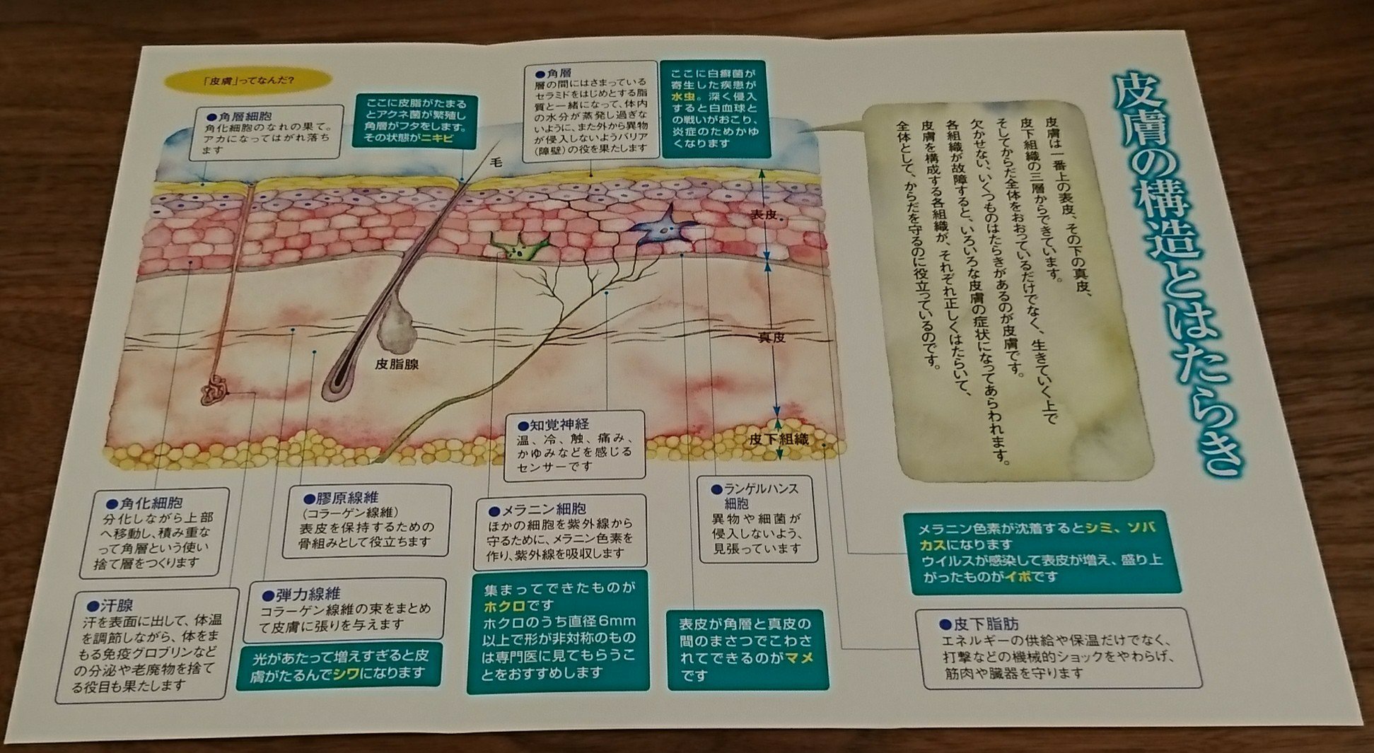 皮膚の構造とはたらき 皮膚を知るシリーズ no.1 「皮膚」ってなんだ? by 住友製薬 & ユーシービージャパン 皮膚の構造とはたらき 皮膚を知るシリーズ no.1 「皮膚」ってなんだ? by 住友製薬 & ユーシービージャパン