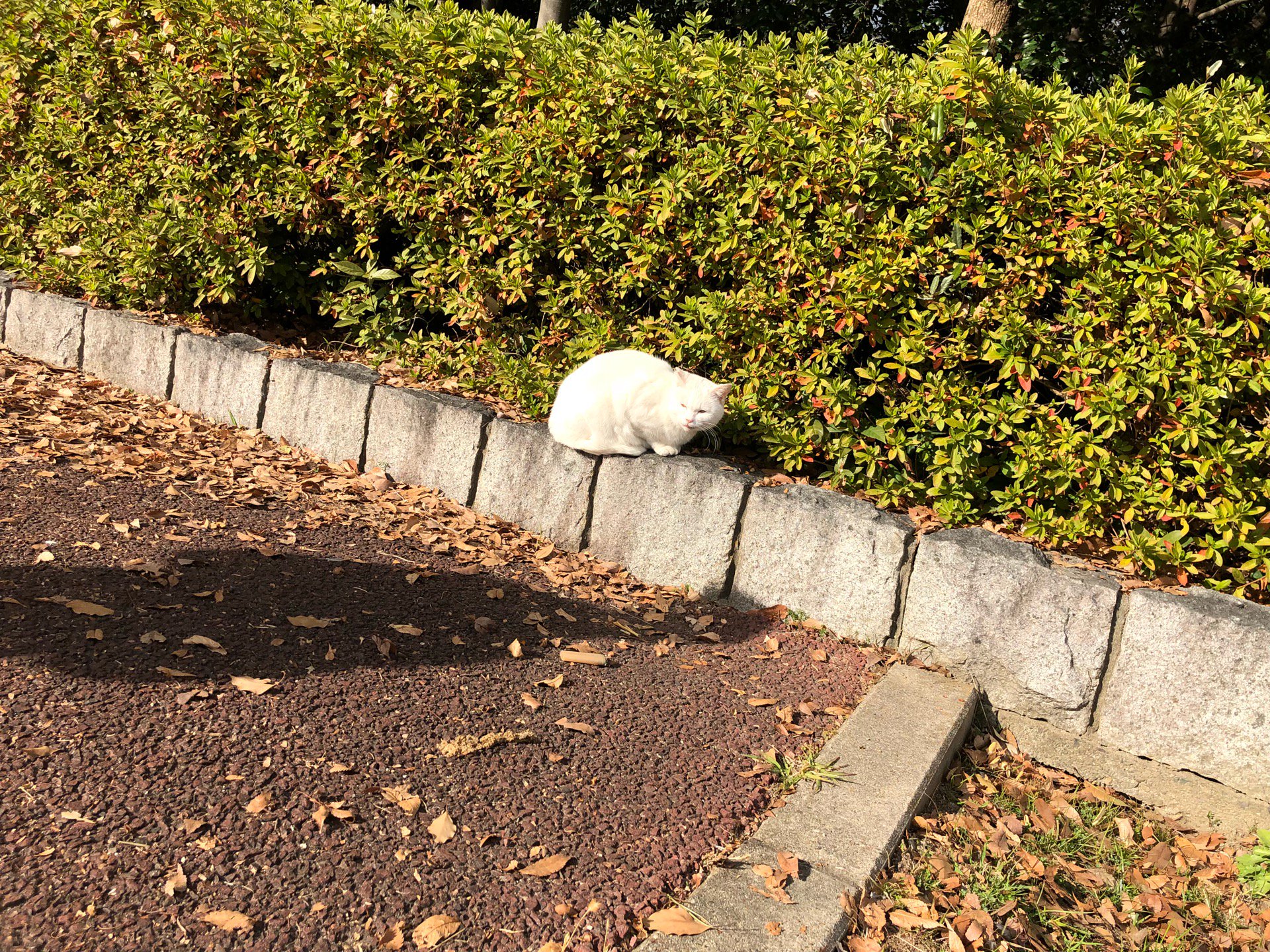 猫さんに出会う率高い。3匹遭遇。 (@ 稲永公園 in 名古屋市, 愛知県) 猫さんに出会う率高い。3匹遭遇。 (@ 稲永公園 in 名古屋市, 愛知県)