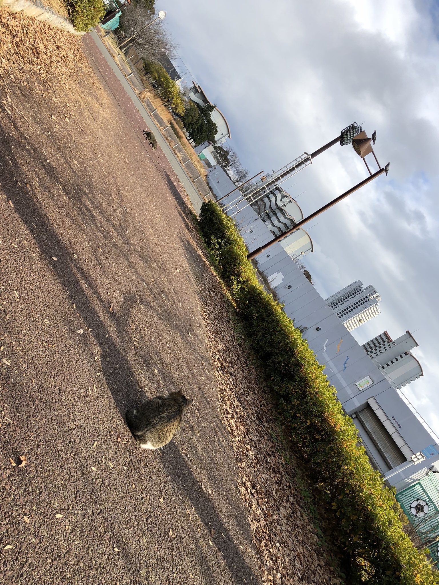 猫さんたち 猫さんたち