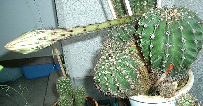サボテン