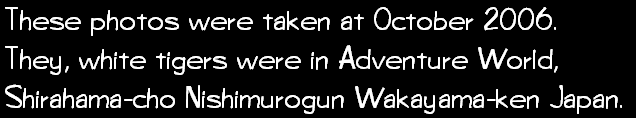 These photos were taken at October 2006. They, white tigers were in Adventure World, Shirahama-cho Nishimurogun Wakayama-ken Japan.