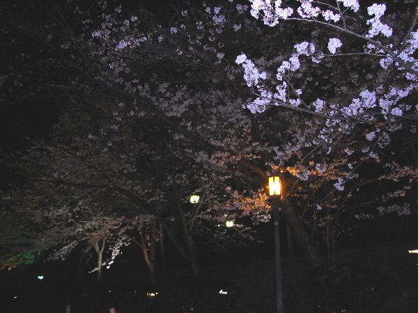 京都 清水 夜桜