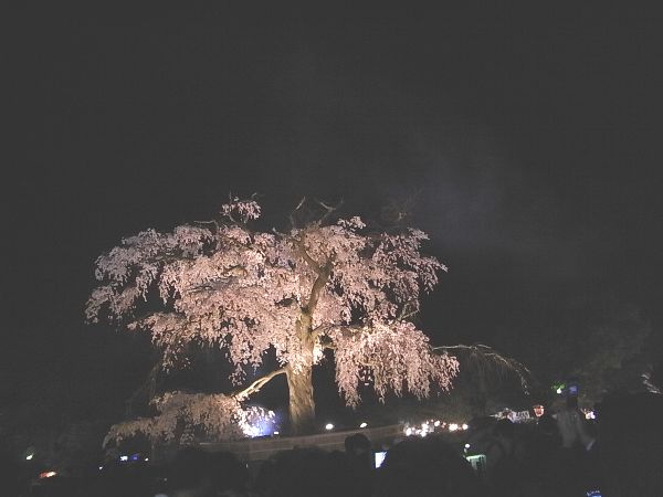 京都 清水 夜桜