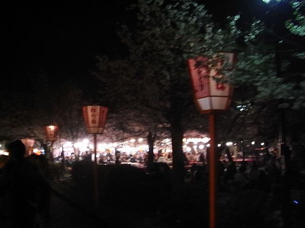 京都 清水 夜桜