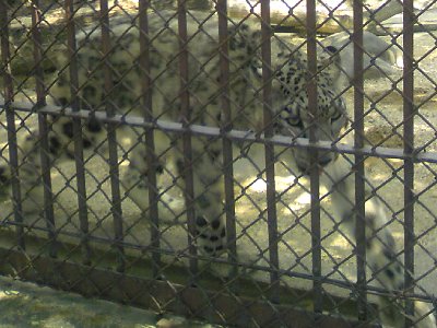 東山動物園のユキヒョウ