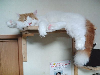 猫カフェ 猫のまほう